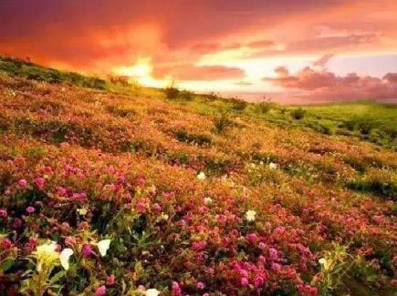 我与这么美的花海只差一个你