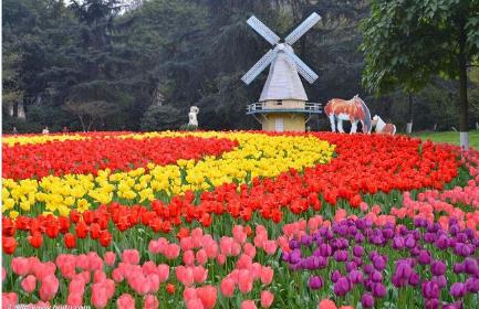 我与这么美的花海只差一个你