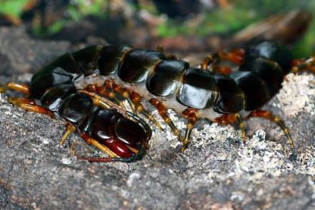 盘点世界上最长的蜈蚣 盘点世界上最长的蜈蚣