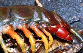 盘点世界上最长的蜈蚣 盘点世界上最长的蜈蚣