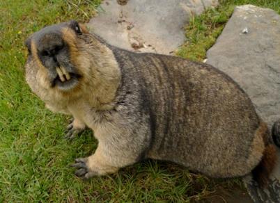 这个小家伙真奇怪