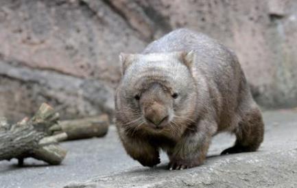 这个小家伙真奇怪