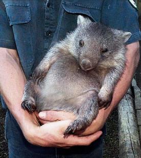 这个小家伙真奇怪