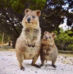 这些小动物们真是太萌了 这些小动物们真是太萌了