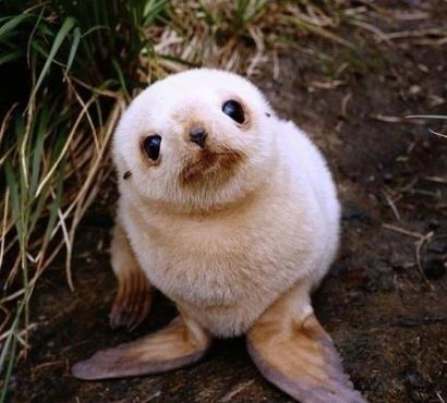 这些小动物们真是太萌了 这些小动物们真是太萌了