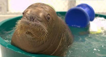 这些小动物们真是太萌了 这些小动物们真是太萌了