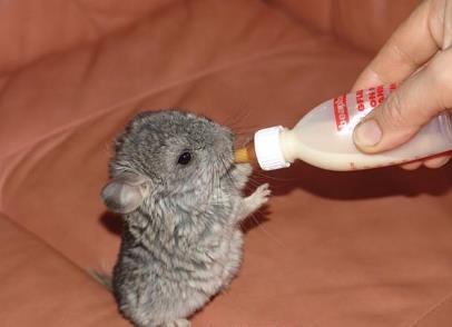 这些小动物们真是太萌了