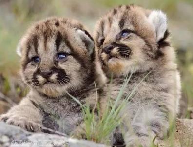 这些小动物们真是太萌了