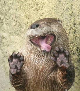 这些小动物们真是太萌了