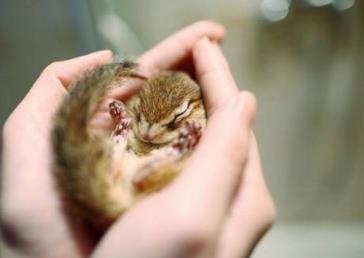 盘点那些鲜为人知的需要冬眠的动物