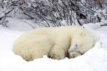 盘点那些鲜为人知的需要冬眠的动物