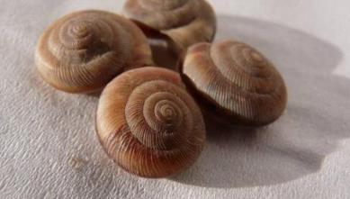 盘点那些鲜为人知的需要冬眠的动物