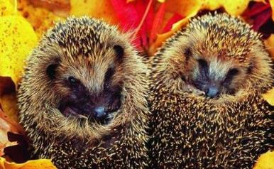 盘点那些鲜为人知的需要冬眠的动物