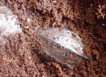 盘点那些鲜为人知的需要冬眠的动物