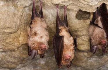 盘点那些鲜为人知的需要冬眠的动物