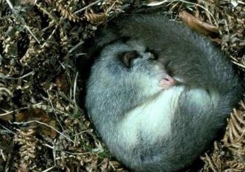 盘点那些鲜为人知的需要冬眠的动物