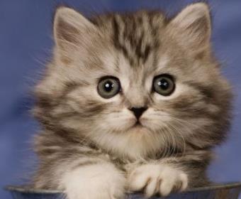 全世界公认的最漂亮的猫