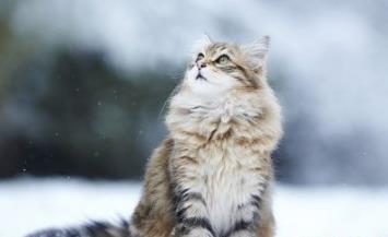 全世界公认的最漂亮的猫