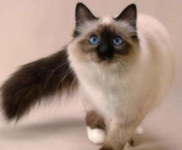 全世界公认的最漂亮的猫