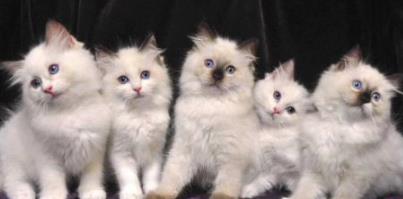 全世界公认的最漂亮的猫