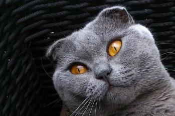 全世界公认的最漂亮的猫