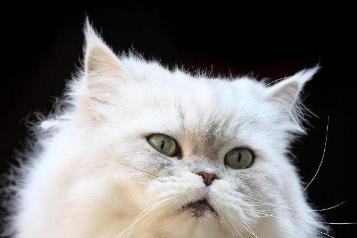 全世界公认的最漂亮的猫