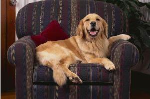 世界六大被公认长的最漂亮的狗狗 世界六大被公认长的最漂亮的狗狗