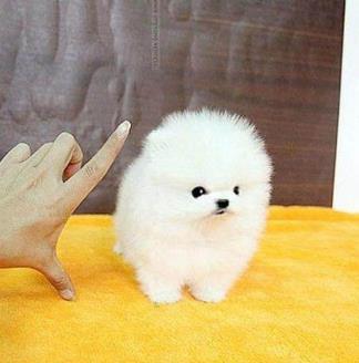 世界六大被公认长的最漂亮的狗狗