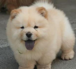 世界六大被公认长的最漂亮的狗狗