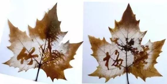 这才是世界上最独一无二的叶子