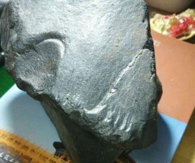 这才是世界上最独一无二的叶子