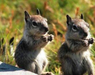 世界公认最聪明的动物 世界公认最聪明的动物