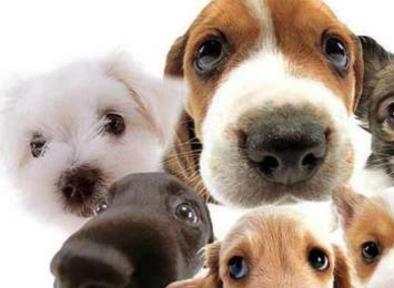 世界公认最聪明的动物 世界公认最聪明的动物