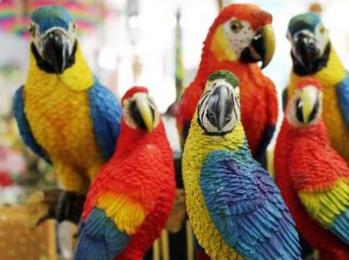 世界公认最聪明的动物 世界公认最聪明的动物