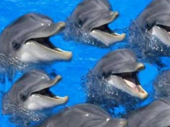 世界公认最聪明的动物 世界公认最聪明的动物