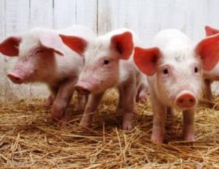 世界公认最聪明的动物