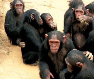 世界公认最聪明的动物