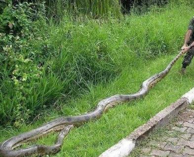 世界上最长的蛇 世界上最长的蛇