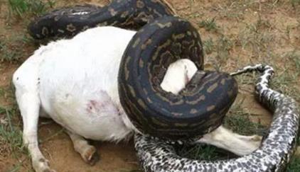 世界上最长的蛇 世界上最长的蛇