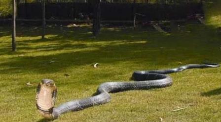 世界上最长的蛇 世界上最长的蛇