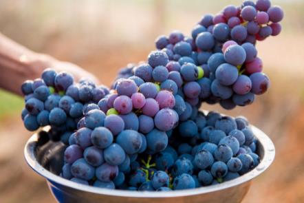 吃葡萄会上火是真的吗 吃葡萄会上火是真的吗