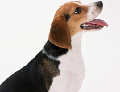 被狗狗咬伤伤口处理