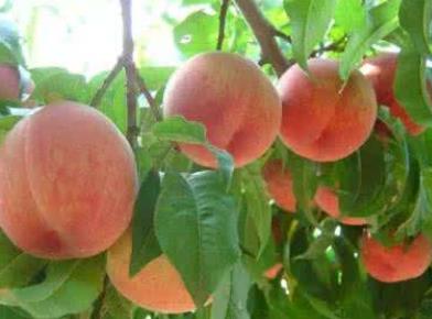 这几类人群一定要少吃桃子