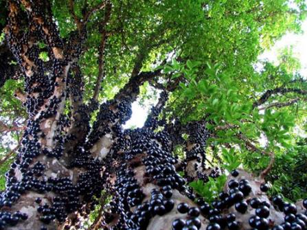 地球上仅存的几个的森林 地球上仅存的几个的森林