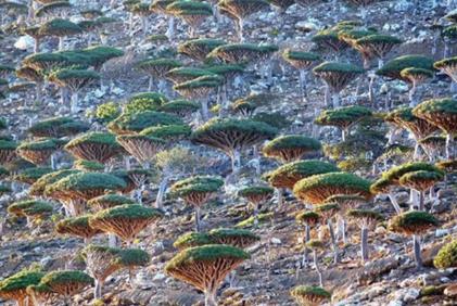 地球上仅存的几个的森林 地球上仅存的几个的森林