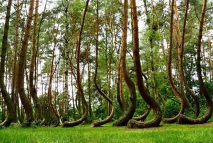 地球上仅存的几个的森林 地球上仅存的几个的森林