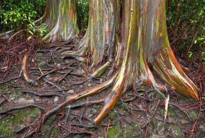 地球上仅存的几个的森林 地球上仅存的几个的森林