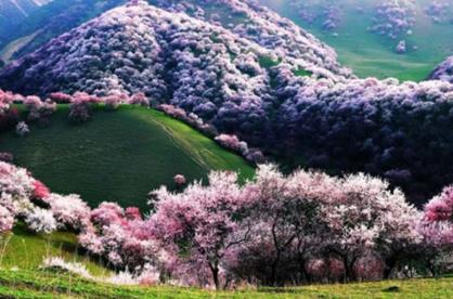 地球上仅存的几个的森林 地球上仅存的几个的森林