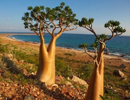 地球上仅存的几个的森林 地球上仅存的几个的森林