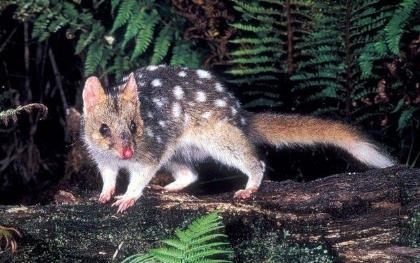 全球7大原始的森林